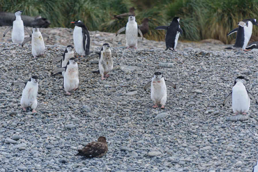 Pingüino Chinstrap - islas Georgias del Sur 04.jpg